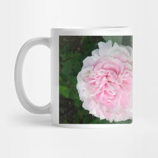 Pale pink Peony photograph Mug